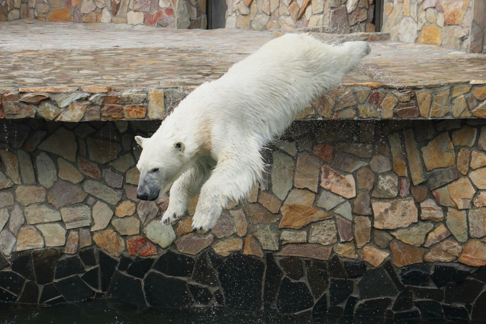Белый Медведь Фото