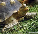 Шпороносная черепаха. Фото М. Солдатенкова, 2012