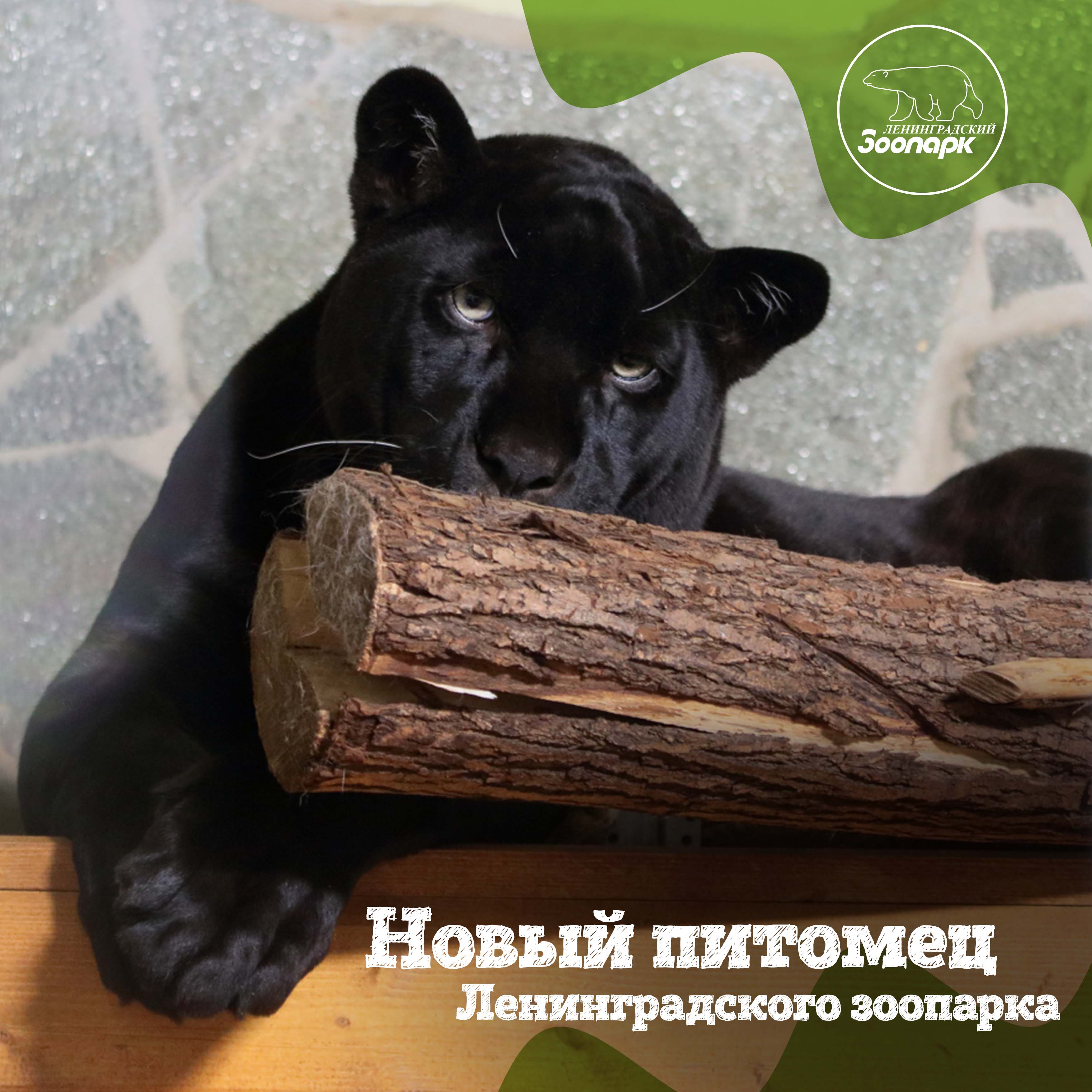 Новый питомец Ленинградского зоопарка – чёрный ягуар Рич!